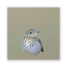 Load image into Gallery viewer, Thrush - Wings on Wood Collection
